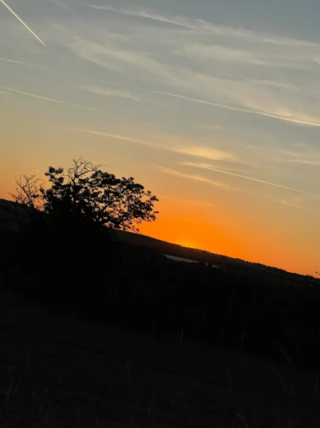 Sonnenuntergang über dem Umland: eine Baumsilhouette auf dem Hügelkamm vor orange leuchtendem Himmel, darüber ein Fächer aus Kondensstreifen.